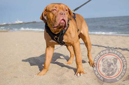 Large Dog Harness for Mastiff Dog