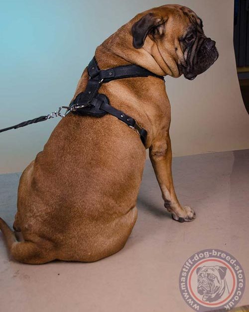 Bullmastiff Training Dog Harness