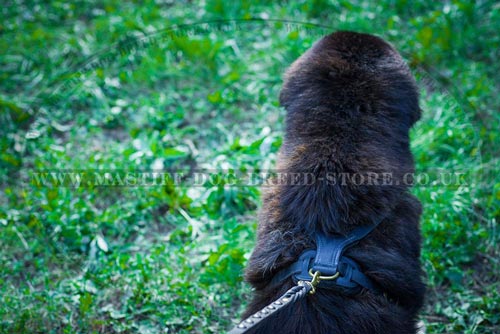 Tibetian Mastiff Dog Walking Harness