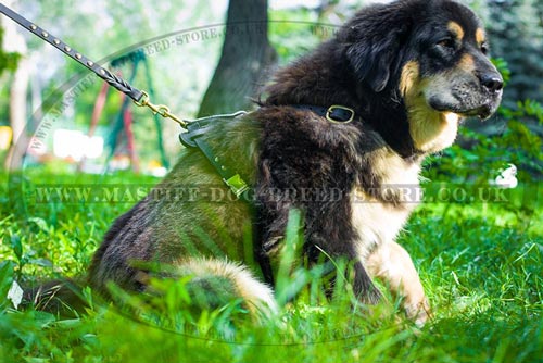 Buy Tibetian Mastiff Large Dog Harness Size