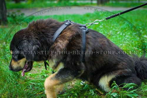 Strong Dog Harness for Tibetian Mastiff Running