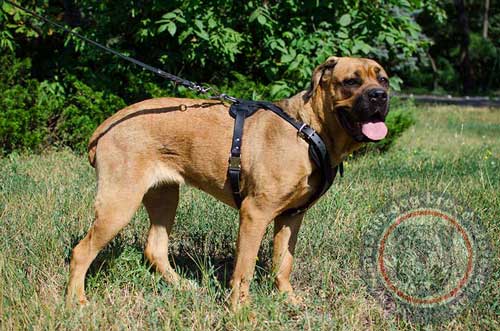 Cane Corso Dog Harness