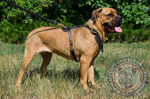 Cane Corso Harness of Leather