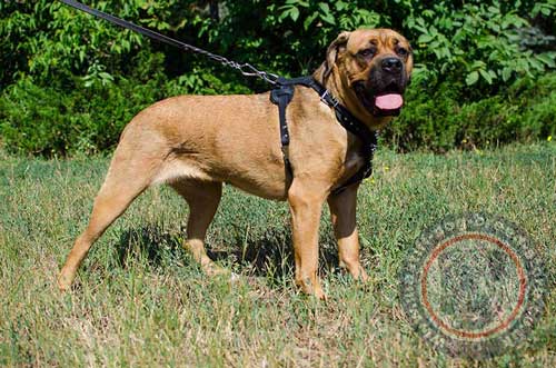 Cane Corso Leather Harness