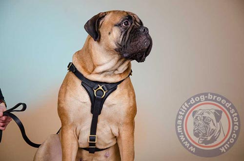 Chest Dog Harness for Bullmastiff
