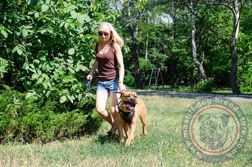 Sport Dog Harness for Cane Corso Mastiff