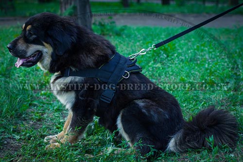 Tibetian Mastiff Running Dog Harness