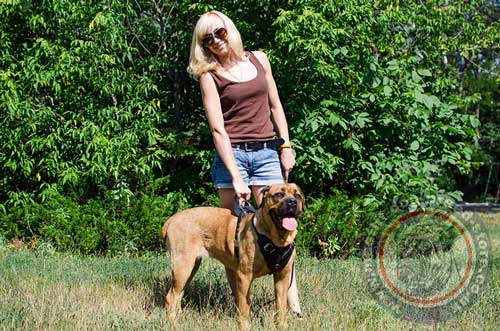 Strong Dog Harness for Cane Corso