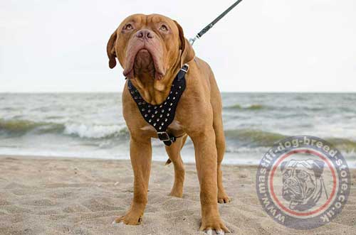 Spiked Dog Harness for Big Dogue De Birdeaux Mastiff Size