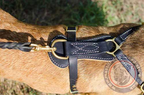 Designer Dog Harness for Cane Corso Mastiff