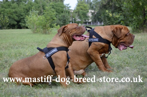 Anti Pulling Dog Harness for Mastiff