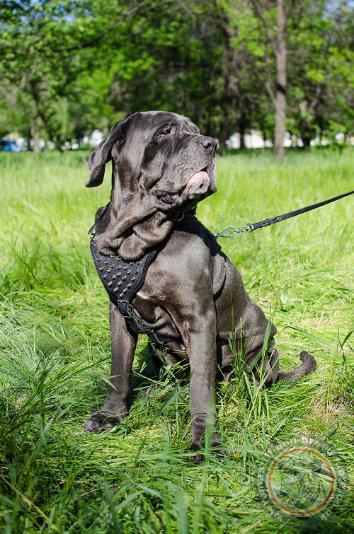 Designer Dog Harness Spiked Leather