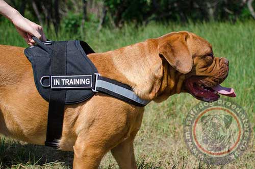 Reflective Dog Harness with Handle