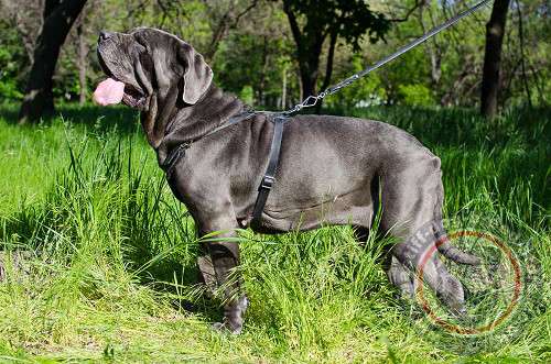 Neapolitan Mastiff Dog Harness