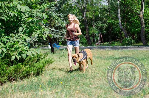 Dog Sport Harness for Mastiff