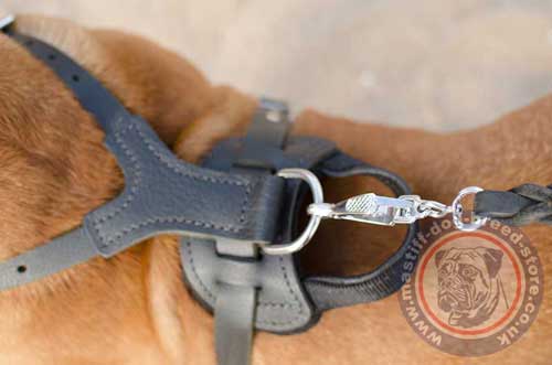 Big Dog Harness Size for Dogue De Bordeaux Mastiff
