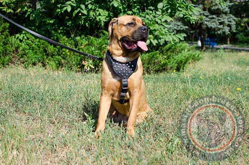 Fashionable Dog Harness for Cane Corso Dogs for Sale