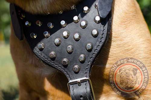 Fashionable Dog Harness