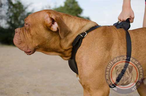 Dog Chest Harness for Mastiff Dogs