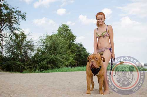 Dogue De Bordeaux Harness UK