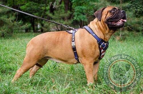 Bullmastiff Dog Harness