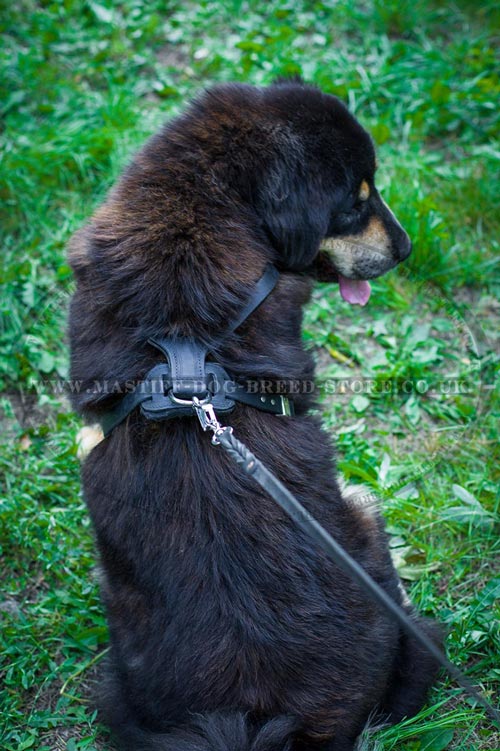 Spiked Dog Harness for Tibetian Mastiff