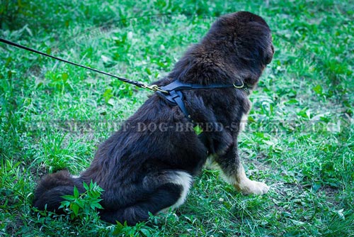 Leather Dog Harness for Tibetian Mastiff Walking