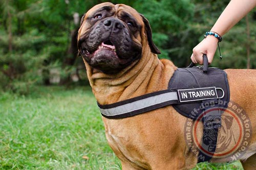 Hi Viz Dog Harness with Handle