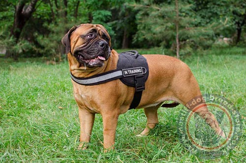 High Quality Dog Harness for Bullmastiff