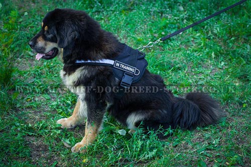 High Vis Dog Harness for Tibetian Mastiff Training