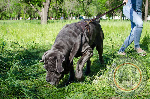 Neapolitan Mastiff Harness UK