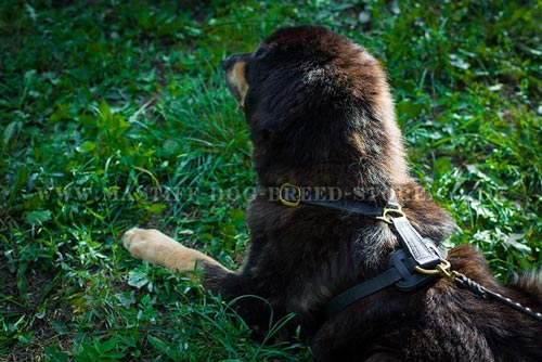 Large Tibetian Mastiff Size Dog Harness