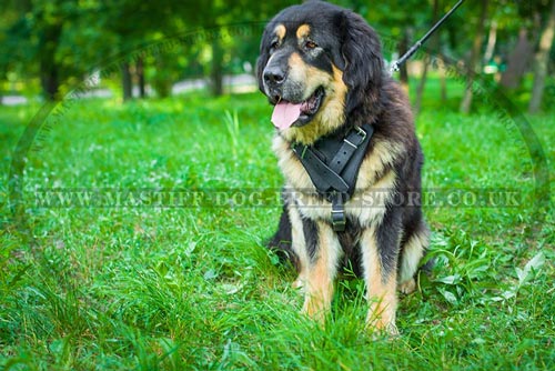 Tibetian Mastiff Training Dog Harness UK