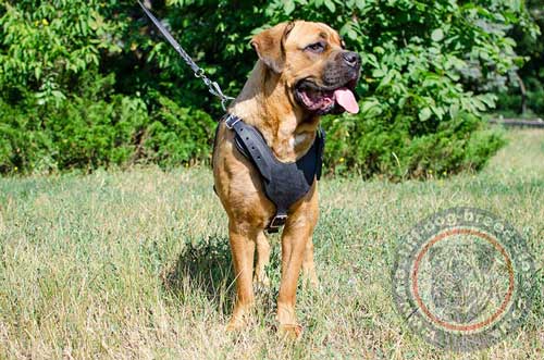 Leather Dog Harness for Cane Corso
