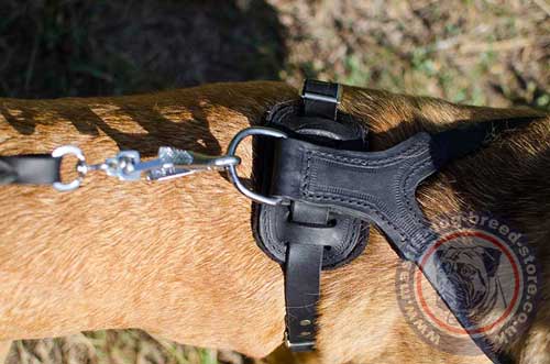 Leather Dog Harness for Italian Mastiff