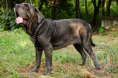 Neo Mastiff Harness