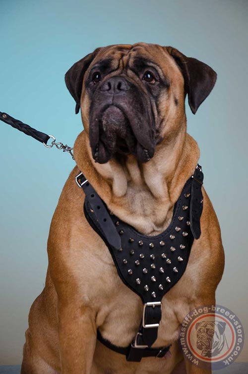 Bullmastiff Dog Harness Spiked