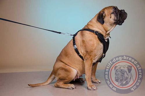 Bullmastiff Dog Harness