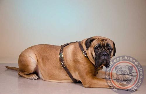 Light Dog Harness for Bullmastiff for Sale UK