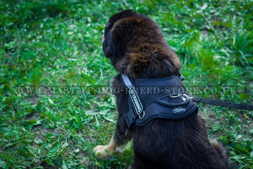 Reflective Dog Harness for Tibetian Mastiff Running