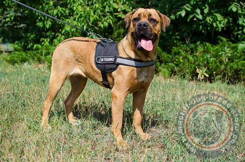 High Vis Dog Harness on Cane Corso