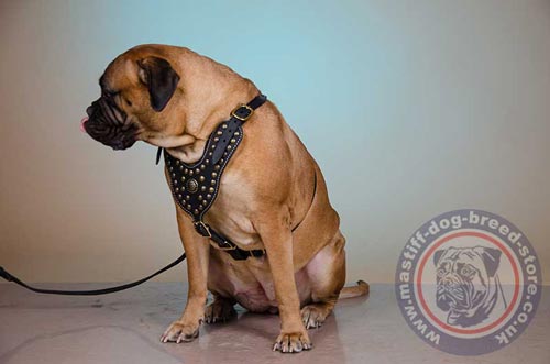 Modern Dog Harness for Bullmastiff