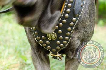 Neapolitan Mastiff Dog Harness Design