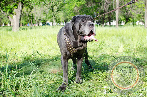 Modern Dog Harness for Mastiff Dog Breeds