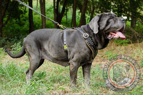 Mastiff Best Harness for Dogs