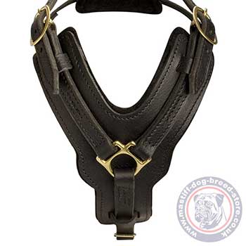 Padded Dog Harness for French Mastiff