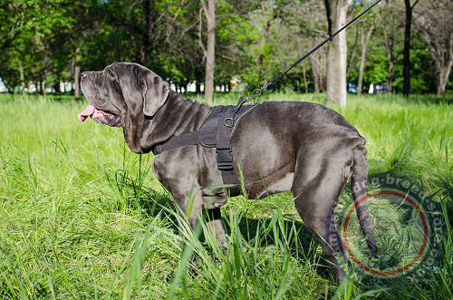 Neapolitan Mastiff Harness for Dogs Walking