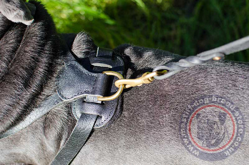 Neapolitan Mastiff Dog Sport Harness UK