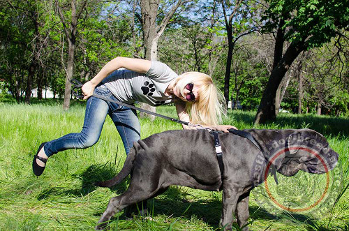 Neapolitan Mastiff Temperament Control Harness