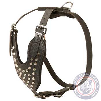 Studded Dog Harness for Bullmastiff